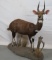 LIFESIZE BUSHBUCK