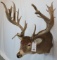 XL FREAK WHITETAIL SH MT -HEAVY