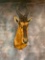 RED HARTEBEEST SH MT