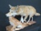 LIFESIZE COYOTE W/BABY FAWN IN MOUTH