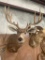 REALLY NICE MULE DEER SH MT