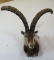 VERY NICE IBEX SH MT