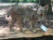 BEAUTIFUL Texas BOBCAT , lifesize Taxidermy mount on base, 45