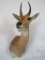 MOUNTAIN REEDBOK SH MT