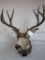 VERY NICE MULE DEER SH MT