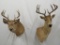 2 WHITETAIL SH MTS