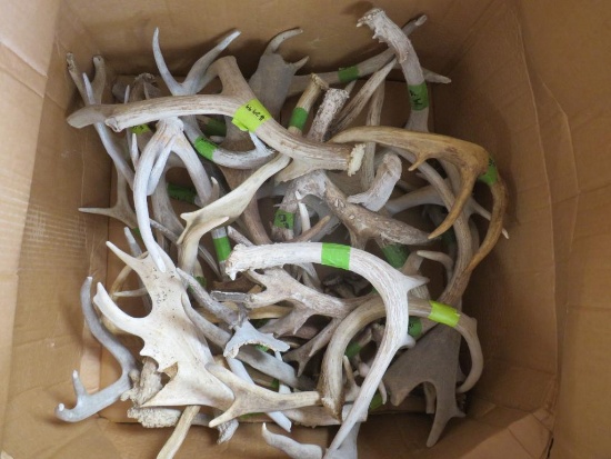 30 LBS OF ASSORTED ANTLERS