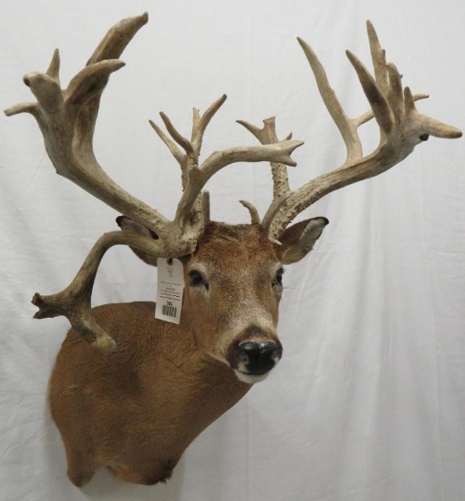 XL WHITETAIL SH MT W/DROP TYNE