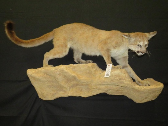 LIFESIZE MOUNTAIN LION ON ROCK BASE