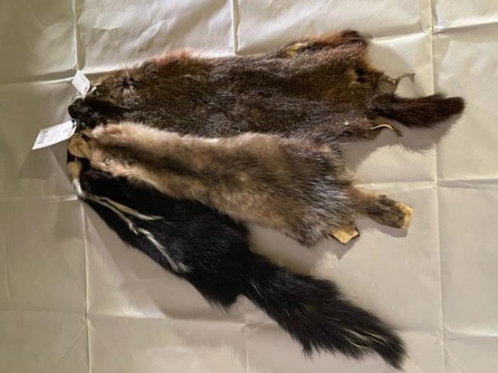 1 POSSUM, 1 SKUNK, 1 GROUND HOG - HIDES/FURS/SKINS/ TAXIDERMY 3 X $