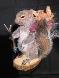 Awesome BACKPACKING Squirrel with pack, full of nuts ...NEW Taxidermy