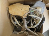 BOX OF ANTLERS ON PLAQUES