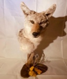 BEAUTIFUL, COYOTE shoulder pedestal mount, on base, New Taxidermy