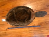 New, Soft tanned, beaver hide/skin/fur, Complete with tail, Beautiful, Taxidermy