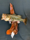 NICE LG MOUTH BASS ON WOOD