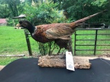 Beautiful Ring-neck Pheasant standing Taxidermy mount