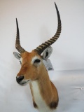 RED LECHWE SH MT (TX RESIDENTS ONLY)