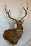 SIKA DEER WALL PEDESTAL