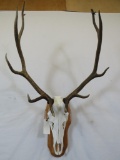 ELK SKULL