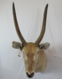 WATERBUCK SH MT