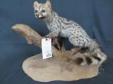 LIFESIZE GENET CAT ON BASE