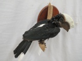 SILVERY-CHEEKED HORNBILL