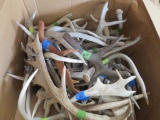 30 LBS OF ASSORTED ANTLERS