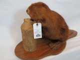 LIFESIZE BEAVER