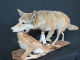 LIFESIZE COYOTE W/BABY FAWN IN MOUTH