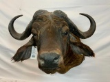 CAPE BUFFALO SH MT