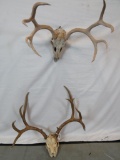 2 MULE DEER SKULLS