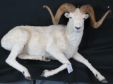 BEAUTIFUL LIFESIZE LAYING DALL SHEEP W/43? REAL HORNS