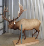 LIFESIZE XL ELK TAXIDERMY