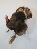 LIFESIZE TURKEY ON A LIMB