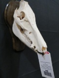 HOG SKULL ON PLAQUE