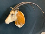 SCIMITAR HORN ORYX *TX RES ONLY *