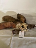 REALLY nice Repro cougar/Mtn. Lion skull, with 3 huge fox tails and turkey feathers AWESOME Taxiderm