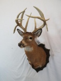 LARGE WHITETAIL SH MT W/REPRO HORNS