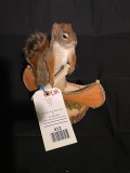 Cute little Pine Squirrel in a canoe - New Taxidermy