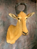 RECORD BOOK LICHESTEIN HARTEBEEST SH MT *NEW MT*