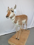 LIFESIZE FEMALE PRONGHORN