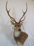 VERY LARGE BEAUTIFUL AXIS DEER WALL PEDESTAL