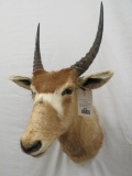ADOLESCENT ADDAX SH MT *TX RES ONLY*
