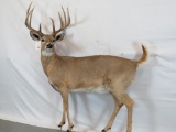 NICE LIFESIZE WHITETAIL