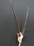 GEMSBOK SKULL