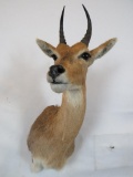 MOUNTAIN REEDBOK SH MT