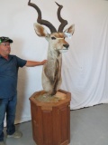 BEAUTIFUL KUDU PEDESTAL MT