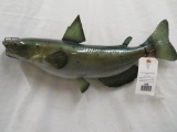 REPRODUCTION CATFISH MT