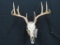 GOLD PAINTED WHITETAIL SKULL ON STAR PLAQUE