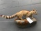 Beautiful Texas Ring-tailed Cat, life-size awesome looking Taxidermy mount